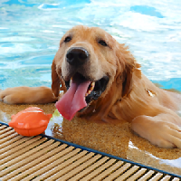 Pawsitive vibes in your pool
