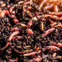 Vermicompost promotes healthy soil and plants