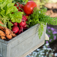 Sustain your family with homegrown veggies  