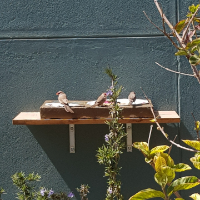 Make a bird feeder using old plates